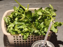 西洋菜-贵宾牛·潮汕牛肉火锅(珠池总店)