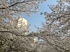 -高东镇樱花园