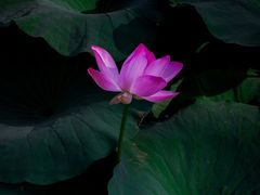 -长春市南湖公园