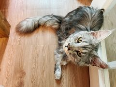 -楼上猫咖(罗湖店)