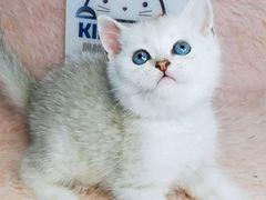 -十年猫舍·猫咪专门店(普陀店)