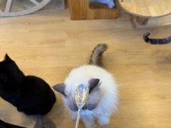 -有喵·猫咖·狗咖·30几只猫10只小狗(岗厦店)