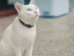 -博特宠物医院24h犬猫全科.骨科·异宠