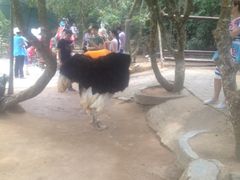 iphone_upload_pic-三亚亚龙湾人间天堂鸟巢度假村