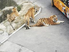 -大连森林动物园