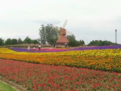 -杭州湾海上花田景区