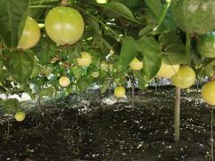 -昆明东站水果交易市场