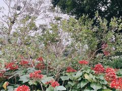 -福田红树林生态公园