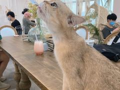 -共舞时光猫咖·狗咖(新街口店)
