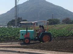 -田园东方蜜桃村的田野营地