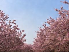 -古柏渡飞黄旅游区