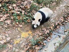 -都江堰中华大熊猫苑