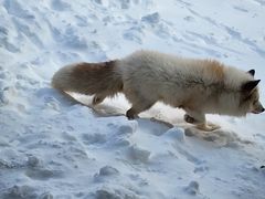-宫城藏王狐狸村