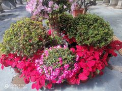 -石家庄市植物园