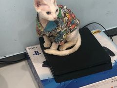 -糯米喵星人·撸猫猫舍咖啡馆(西市场嘉华店)