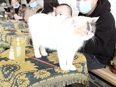 -平行世界·猫咖(首经贸店)