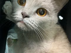 -半岛宠物医院24小时(科华中路店)