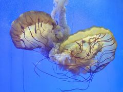 -上海海洋水族馆