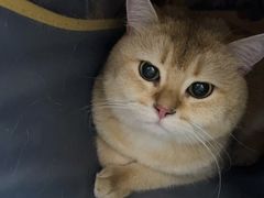 -宠福鑫康馨动物医院·骨科·眼科