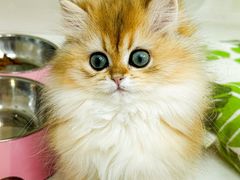 -青奢宠物·青奢猫舍