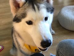 -Husky Go! 哈士奇体验馆·宠物咖啡厅狗咖