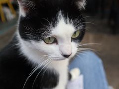 -喵屿·大理花园猫咖