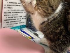 -中农大我爱我爱24h动物医院·中医针灸·猫专科·骨科医疗中心(双井店)