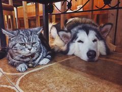 -李小姐の猫咖啡馆(五角场店)