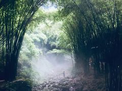 -川西竹海景区