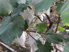 -马陆小张葡萄园农家乐