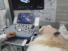 -瑞派名望志远动物医院·猫科·內科·异宠专科(直港大道店)