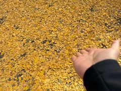 -泰山风景名胜区-普照寺