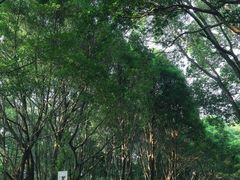 -玉树公园