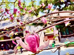 -护国法轮寺