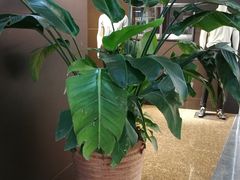 -湛江鑫海名城(鑫海华庭店)