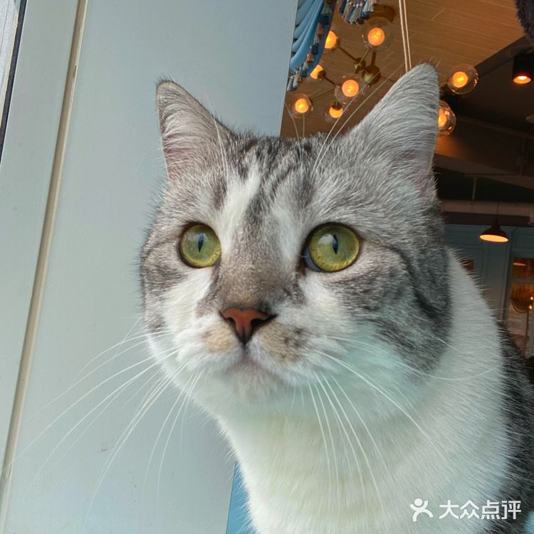 咖｜2只驼驼+27只猫猫的至尊服务