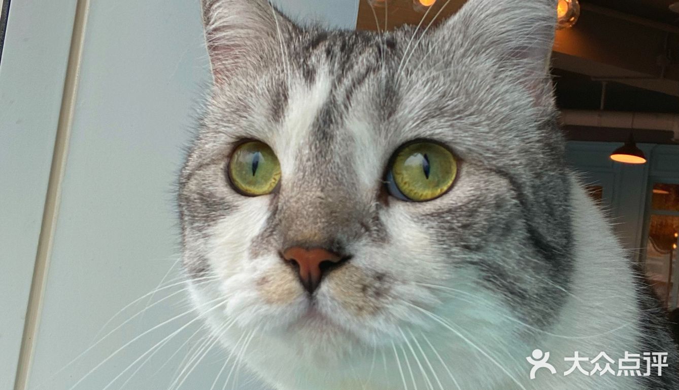 咖｜2只驼驼+27只猫猫的至尊服务