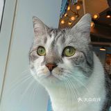 咖｜2只驼驼+27只猫猫的至尊服务