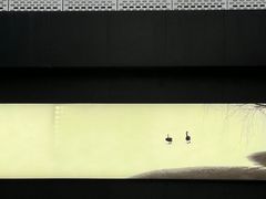 -BLACKSWAN黑天鹅(环球店)
