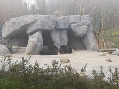 -都江堰中华大熊猫苑