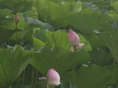 -长春市南湖公园