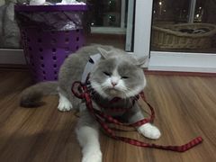 -荣耀金沙动物医院(清江西路店)