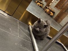 -九花山烤鸭店