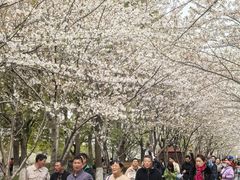 -高东镇樱花园