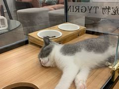 -袖虎·猫馆(体育西路店)