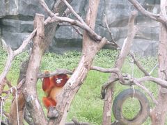 -武汉动物园