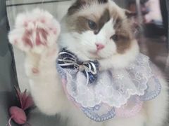 -A猫a狗全科·犬猫异宠·芥西宠物医院(南开总院)