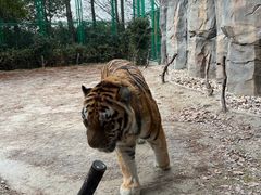 -上海野生动物园老虎餐厅