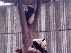 景点-成都大熊猫繁育研究基地