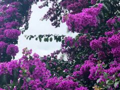 -金马仑薰衣草花园(Cameron Lavender)